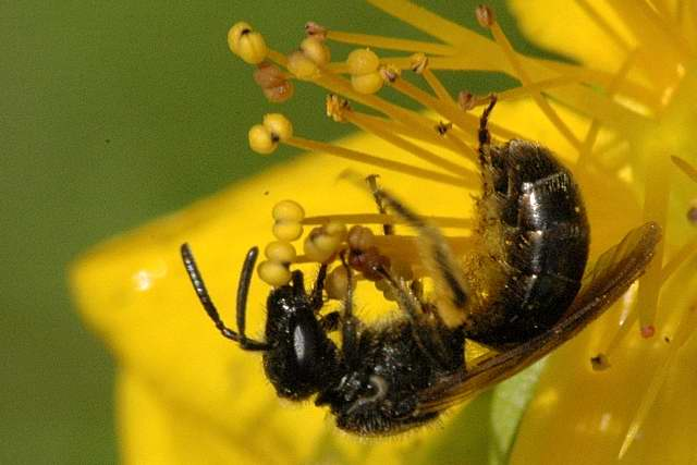 Panurgus.calcaratus.-.lindsey.jpg &copy; James K. Lindsey