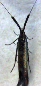 Coleophora mayrella