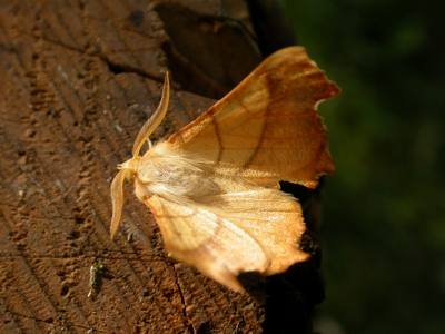 Ennomos du Frêne (L')