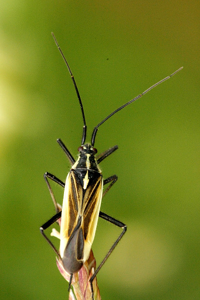 Leptopterna dolabrata