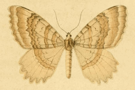 Cavernicole blafarde (La)