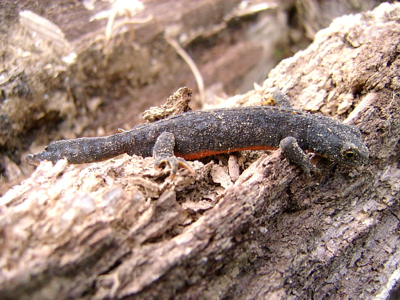 Triton alpestre (Le)