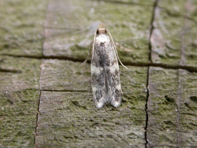 Oegoconia deauratella