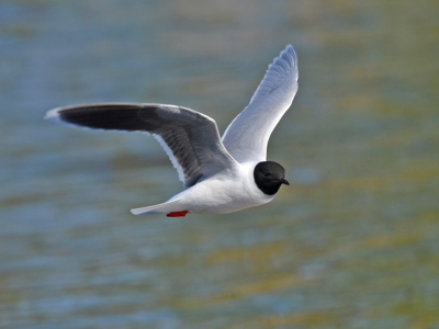 Mouette pygmée