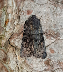 Noctuelle boueuse (La)