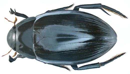 Hydrophilus pistaceus