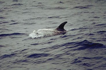 Dauphin de Risso