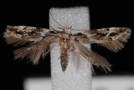 Recurvaria nanella
