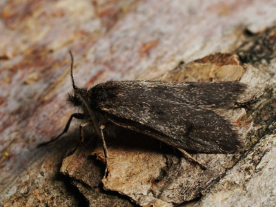 Dasystoma salicella