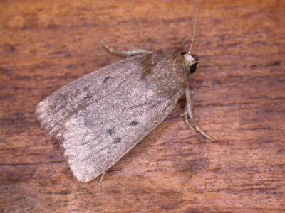 Noctuelle du Salsifis (La)