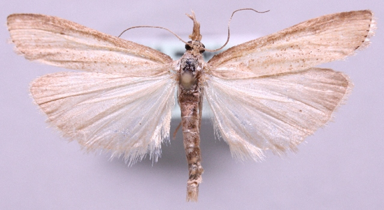Crambus des Magyars