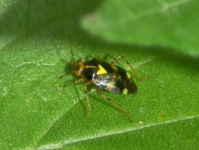 Liocoris tripustulatus