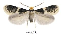Ectoedemia caradjai