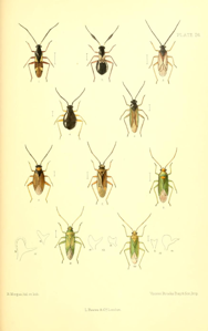 Orthotylus ochrotrichus