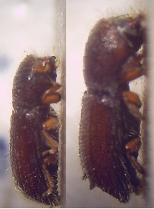 Xylocleptes bispinus