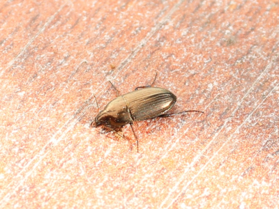 Amara ovata