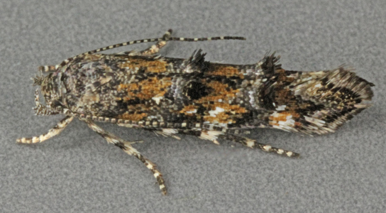 Mompha miscella