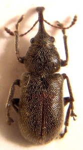 Doydirhynchus austriacus