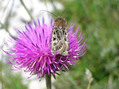 Noctuelle cryptée (La)