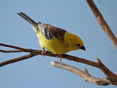 Moineau doré