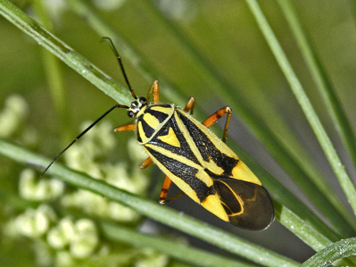 Brachycoleus decolor