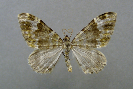 Nébuleuse coudée (La)