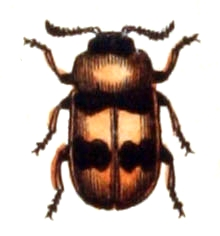 Coptocephala linnaeana