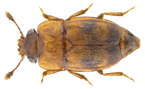 Epuraea ocularis