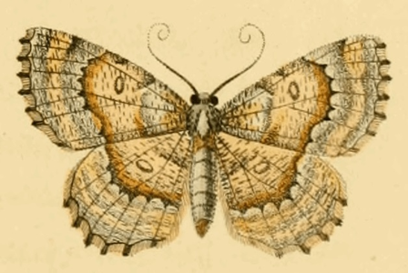 Gnophos bigarrée (La)