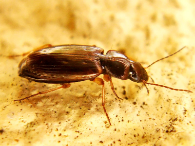 Olisthopus fuscatus