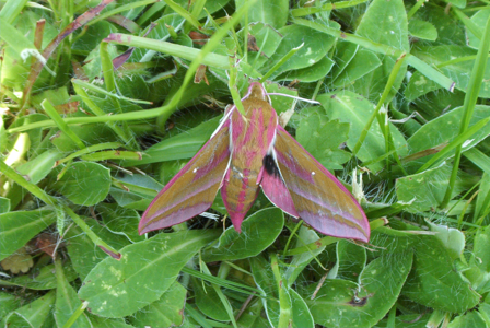 Grand Sphinx de la Vigne (Le)