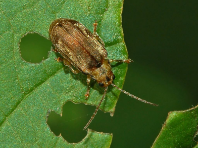 Pyrrhalta viburni