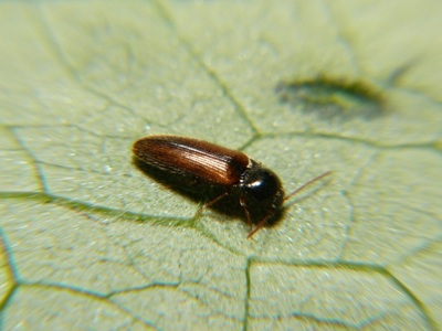 Adrastus limbatus