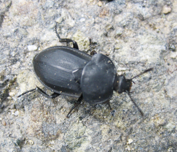 Silpha obscura