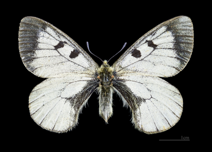 Parnassius turatii