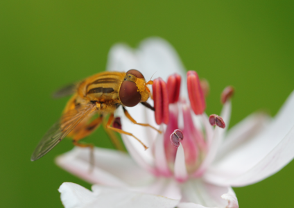 Parhelophilus frutetorum
