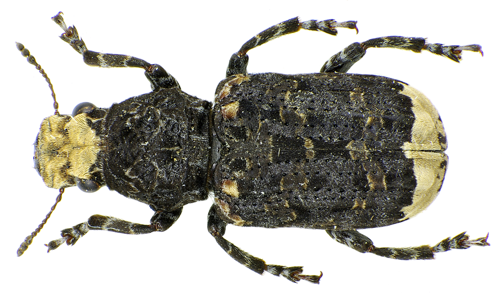 Anthribe licheneux