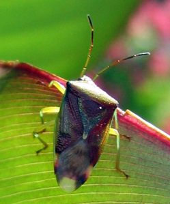 Elasmostethus interstinctus