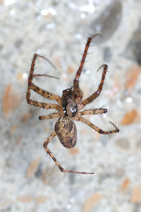 Metellina merianae