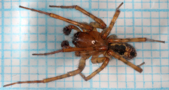 Amaurobius fenestralis