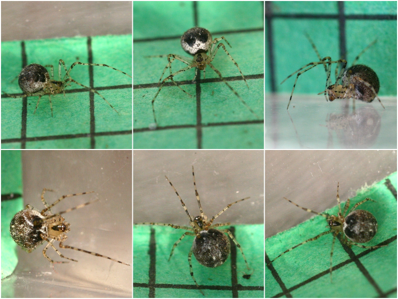 Platnickina tincta