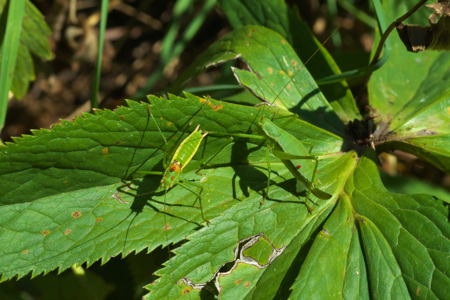 Leptophye sarmate
