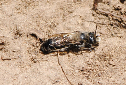 Hoplitis adunca