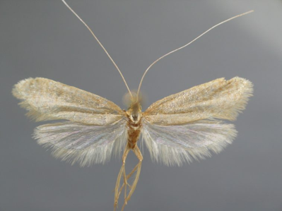 Nematopogon schwarziellus