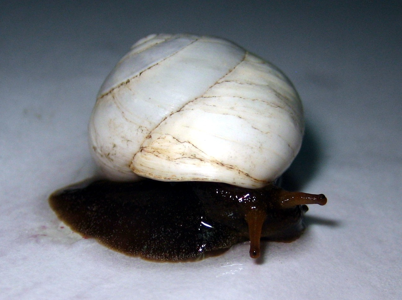 Caragouille solide