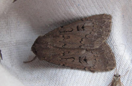 Noctuelle augure (La)
