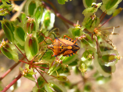 Carpocoris mediterraneus atlanticus