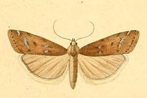 Phycide luisante