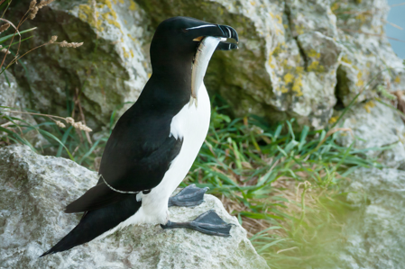 Pingouin torda