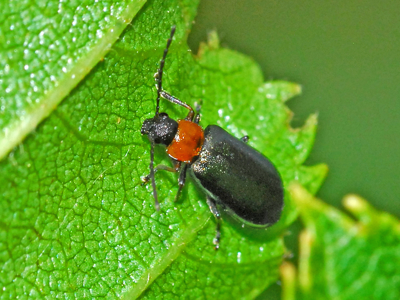 Luperus viridipennis